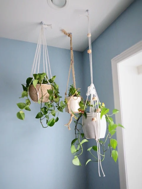 plants hanging in corner after