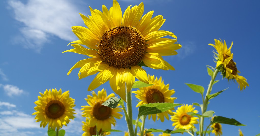 Mengetahui Jenis Bunga Matahari untuk Hiasan yang Cantik di Rumah