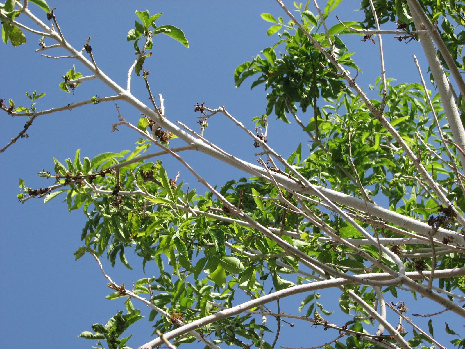 arizona ash tree problems Good Sort Diary Photo Galleries