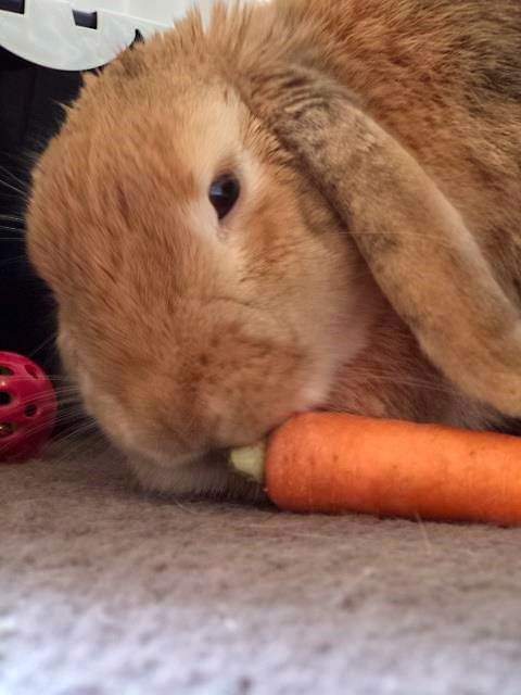 Disapproving Bun: Pipkin
