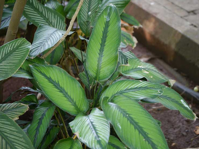 Calathea_ornata_