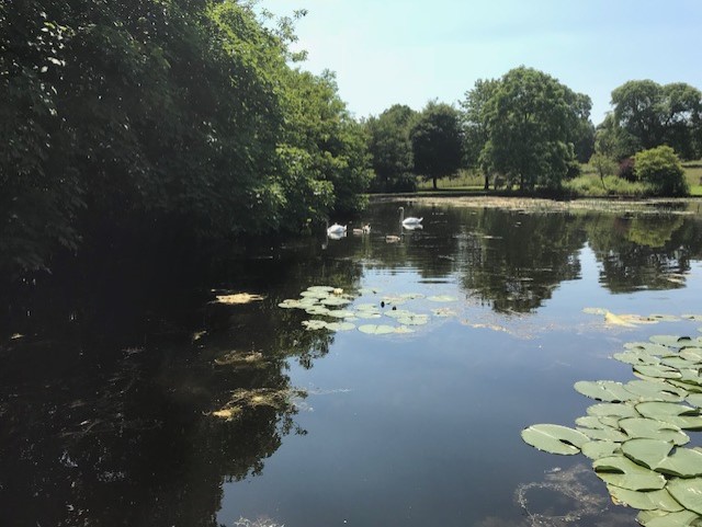 Pond with swans and their babies swimming