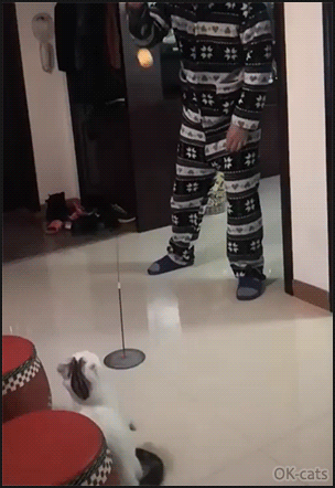 Funny Cat GIF • Funny old man playing hard with his cat during the long quarantine