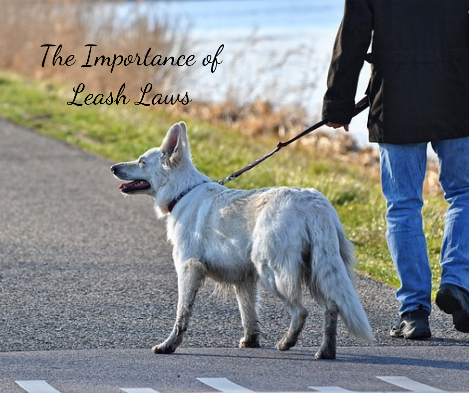The Importance of Leash Laws