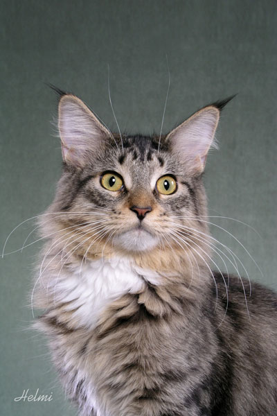 Seletøj Astrolabe Fil Difference between European and American Maine Coons
