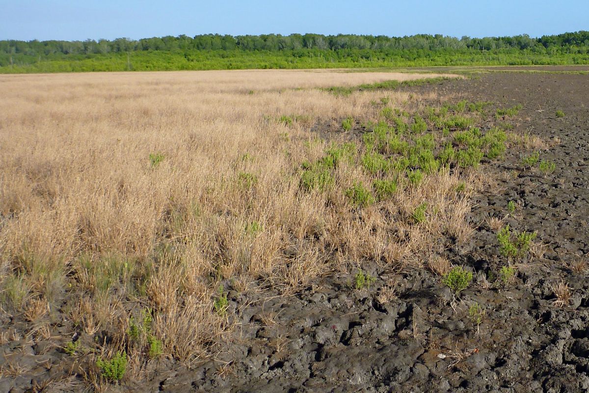 Queensland Coast Coastal Grasslands near the Tip of Australia