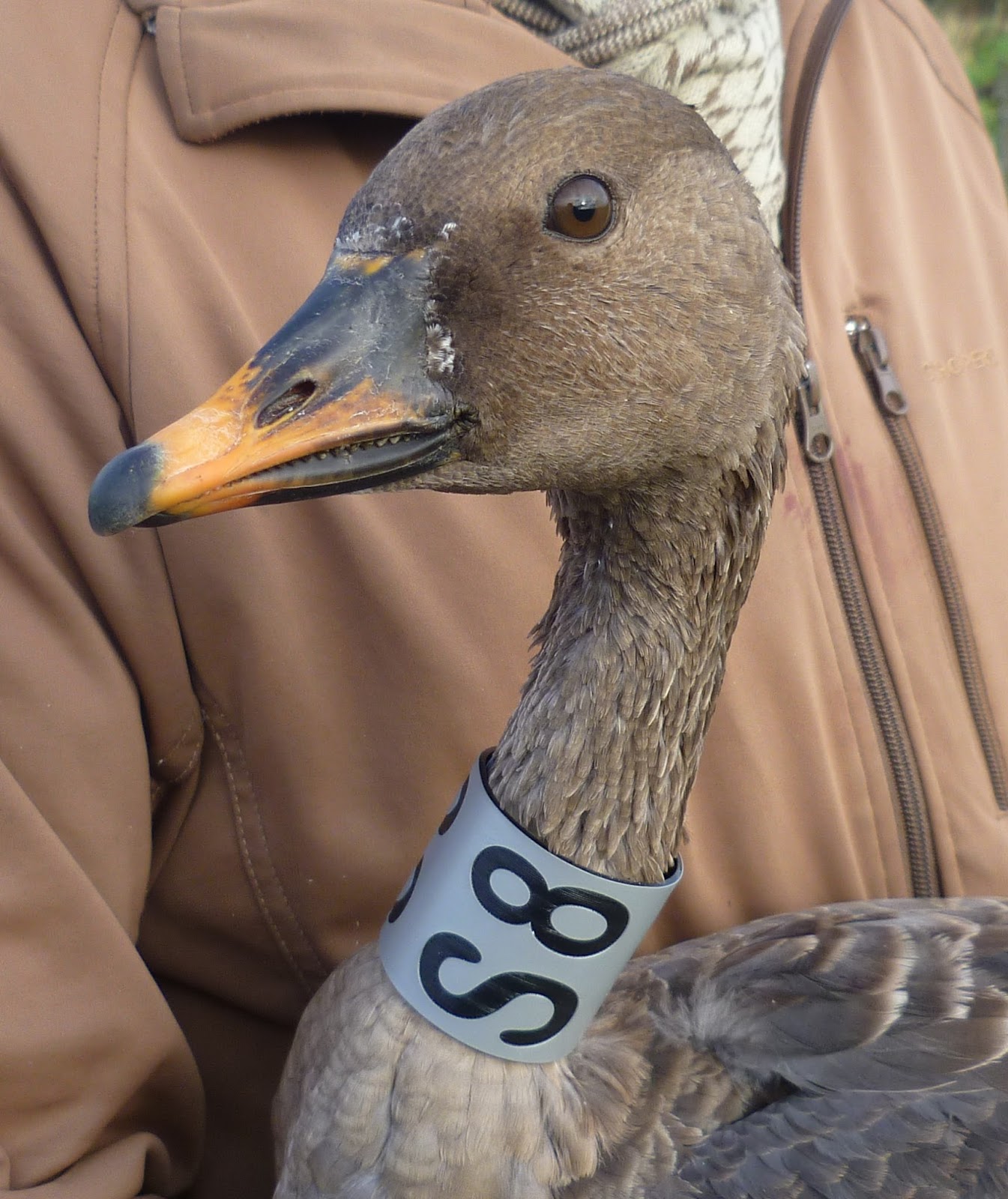 Angus' Bean Goose Blog Photo of bird caught this week.