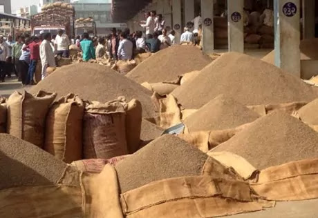 Anand Agricultural University Advice: The agriculture in Gujarat cumin crop farming apmc market price will be higher in March-April Anand Agricultural University Advice: The agriculture in Gujarat cumin crop farming apmc market price will be higher in March-April