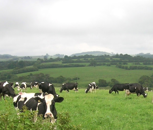 乳制品农业，奶牛养殖，如何统计乳制品农业，商业奶牛场