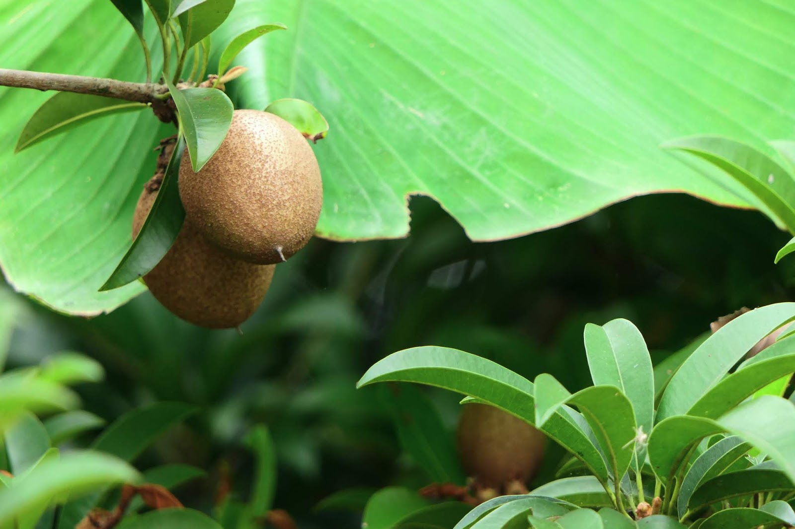 chikoo for diabetics chikoo for diabetics