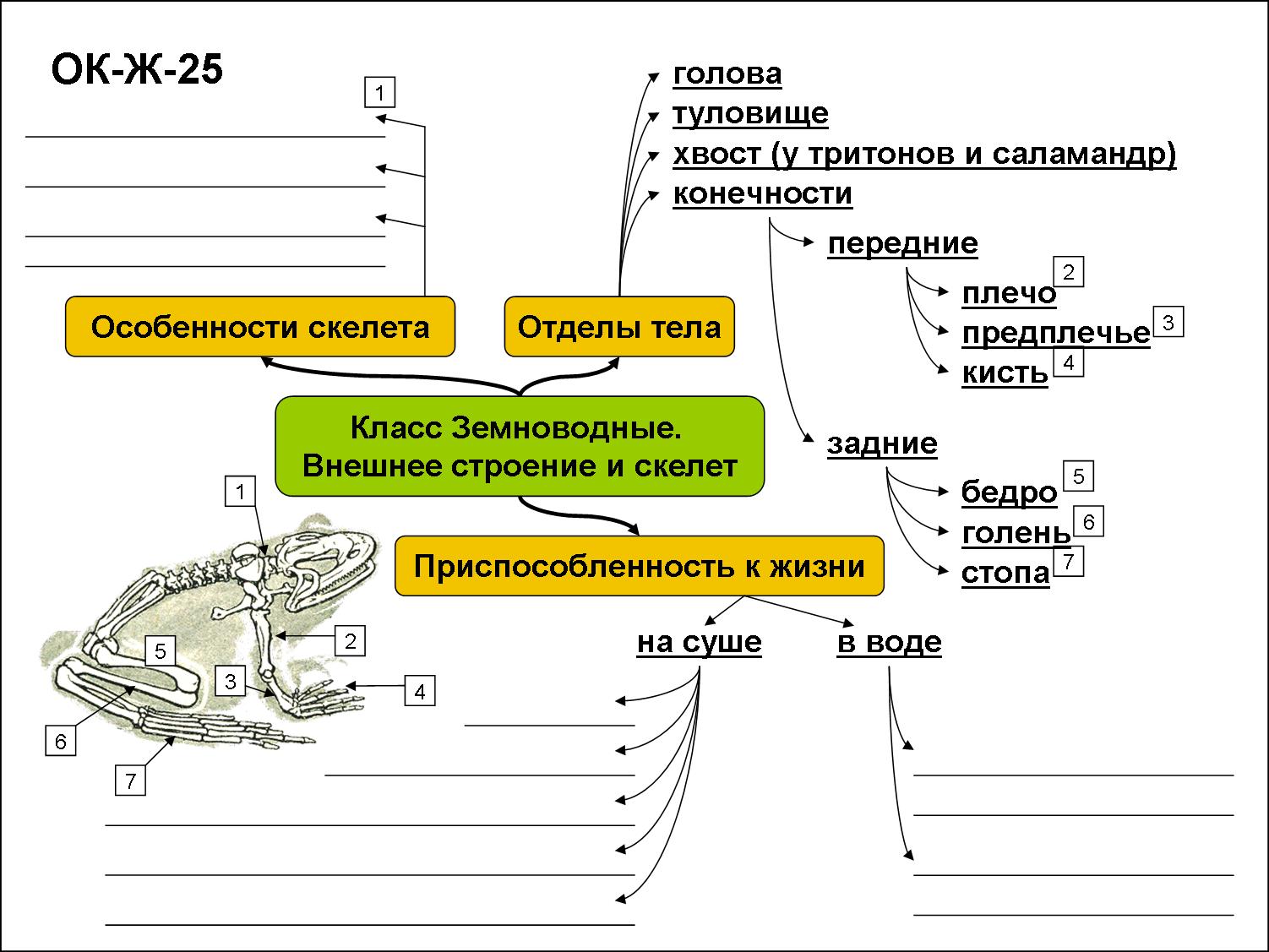 рабочий лист земноводные. класс земноводные 7 класс. биология 7 класс задания. земноводные внешнее строение. рабочий лист земноводные.