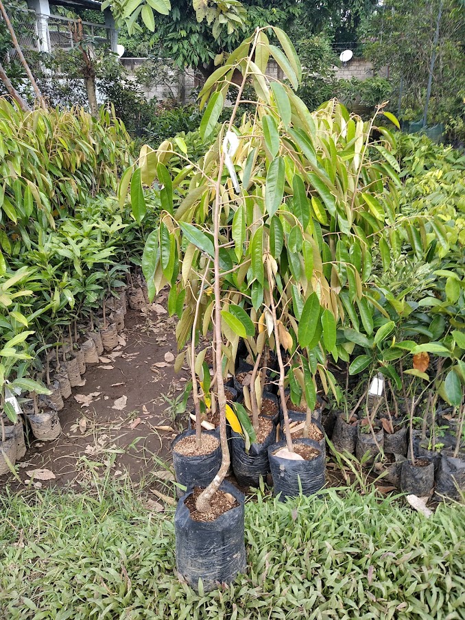 bibit pohon durian pelangi tanaman terbaru Fokour