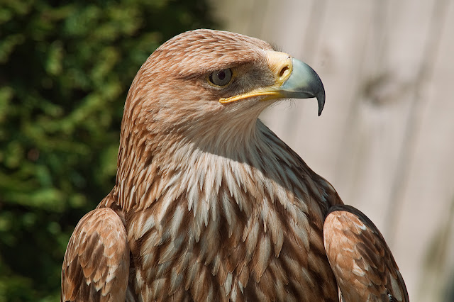 Eastern Imperial Eagle at Cim d'Aligues, Catalonia