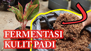  Cara Fermentasi  kulit Padi  Untuk Media Tanam