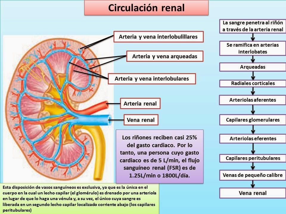 blogs de fisiologia: CIRCULACION RENAL