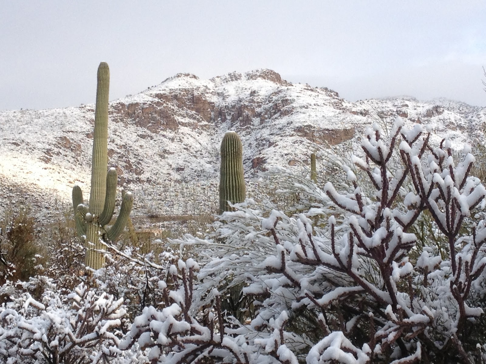 Arizona Families Snow in Arizona WW
