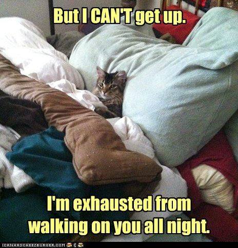 Speak Of The Devil A Day In The Life Of A Cat