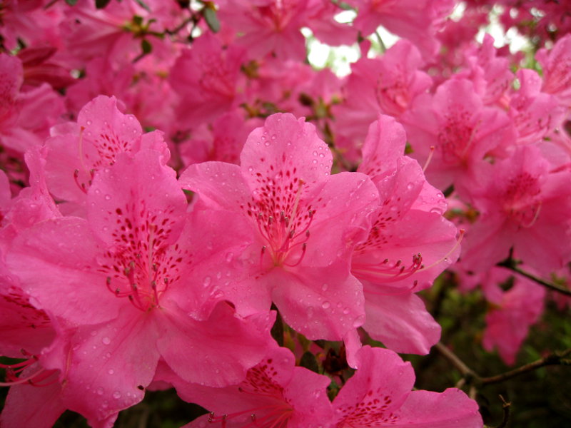 12 Best Skeeter Tattoo Images Dog Tattoos Animal Tattoos