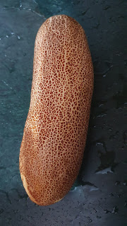 pahadi kakad (Cucumber)