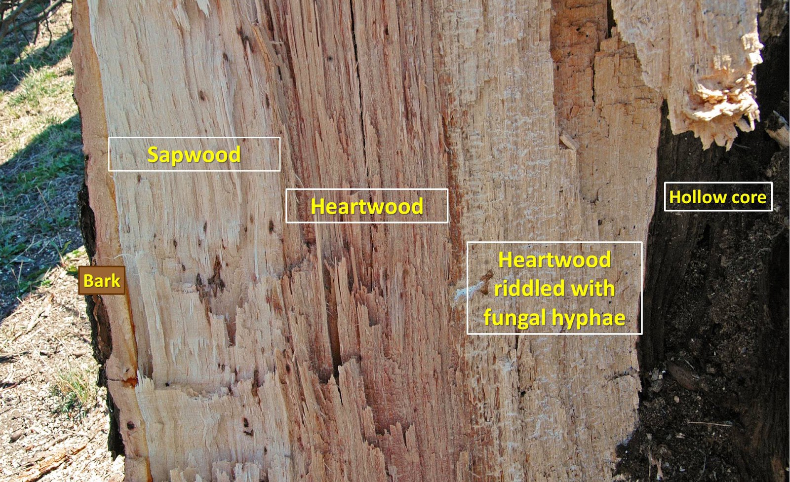 Northern Pecans Big native pecan tree weakened by wood rot