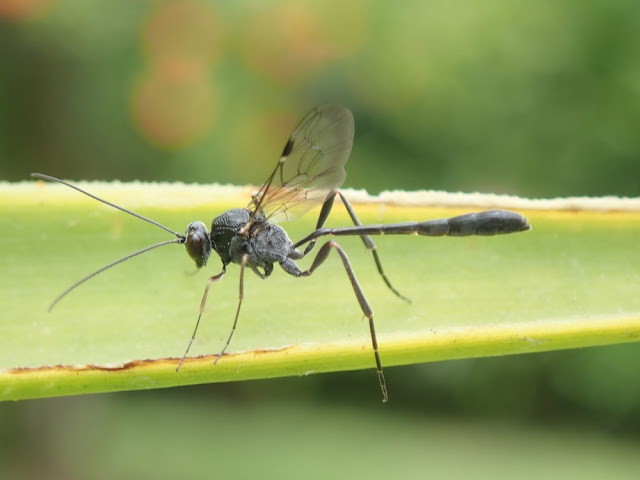 Anomalon cruentatum Anomalon cruentatum