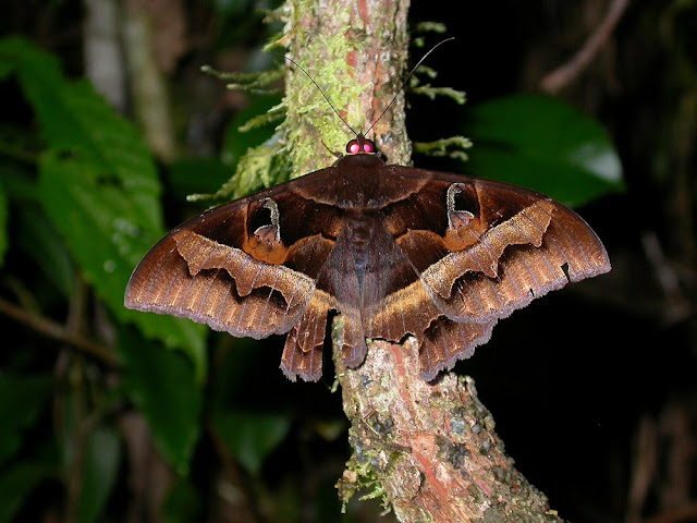 Cyligramma disturbans Cyligramma disturbans