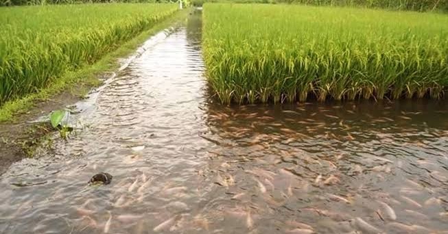 Mimpi Melihat Ikan Banyak Di Sawah Artinya Akan Dapat Barang Mewah -  Primbon88