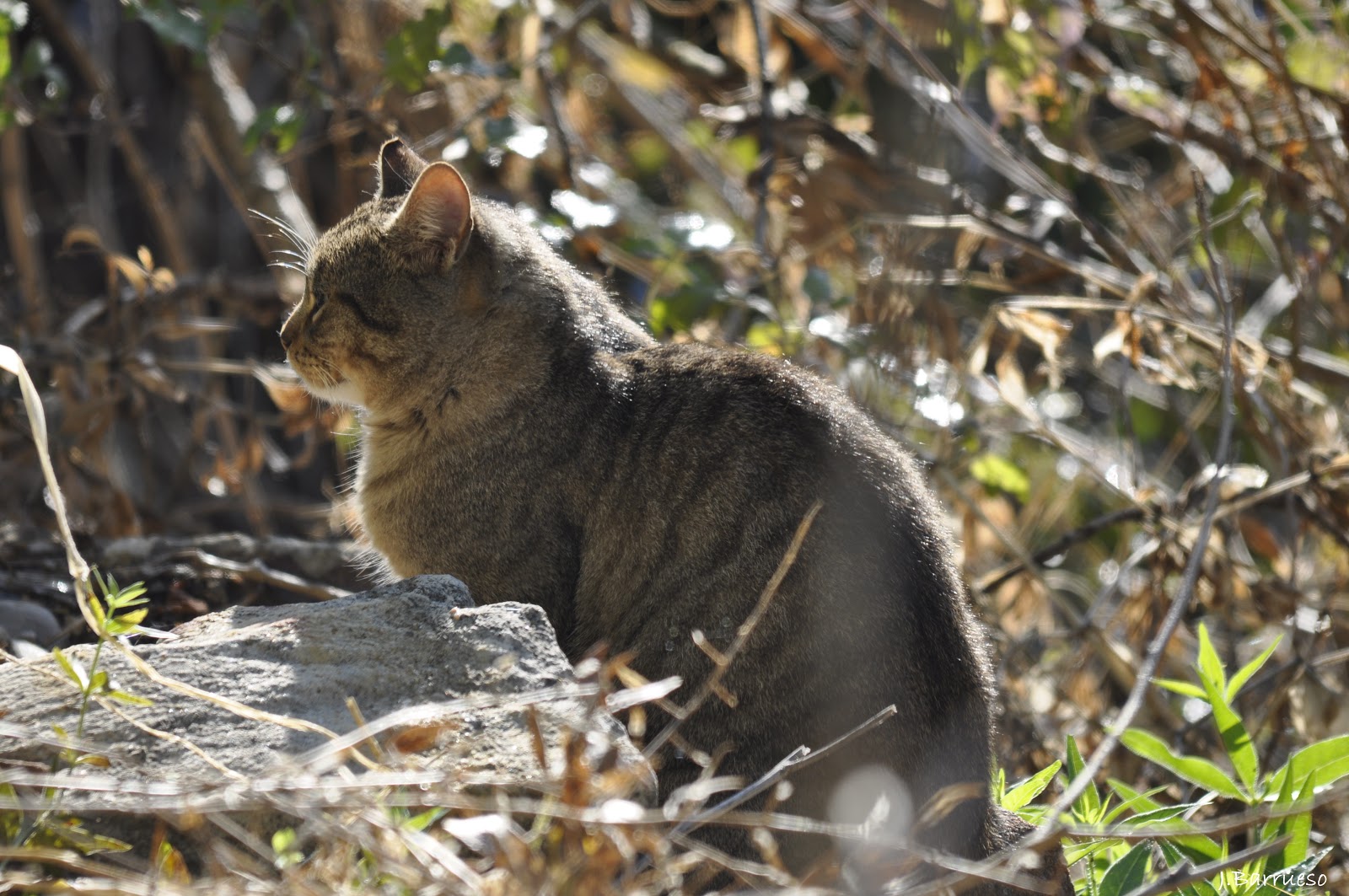 De paseo por la naturaleza: Hibridación en el gato montés.