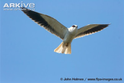 Black winged Kite