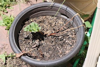 New rhubarb New rhubarb