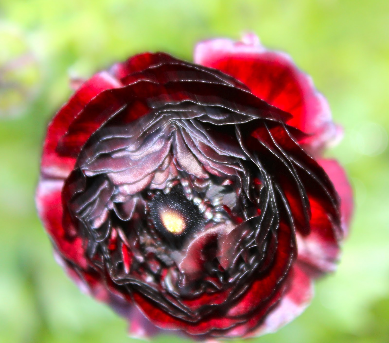 Florez Nursery: Dark red Ranunculus