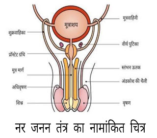 नर जनन तंत्र का सचित्र वर्णन और महत्वपूर्ण तथ्य