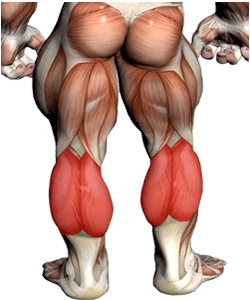 pantus+anatomia.gif