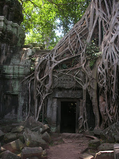 Trees Angkor Wat