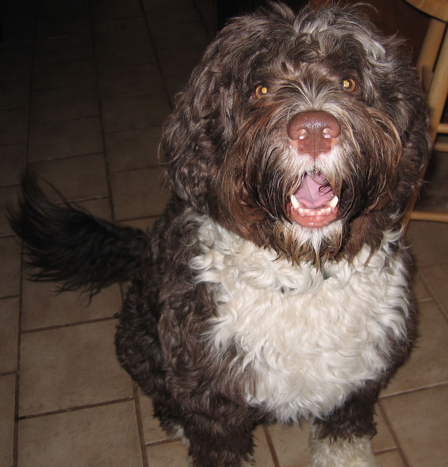 The Portuguese Water Blog Fudge's Furry Tales The Three Little Pugs