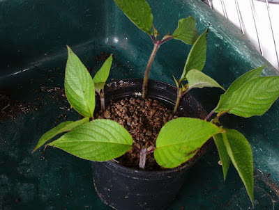 How to take cuttings A Beginner's Guide Green Fingered Blog
