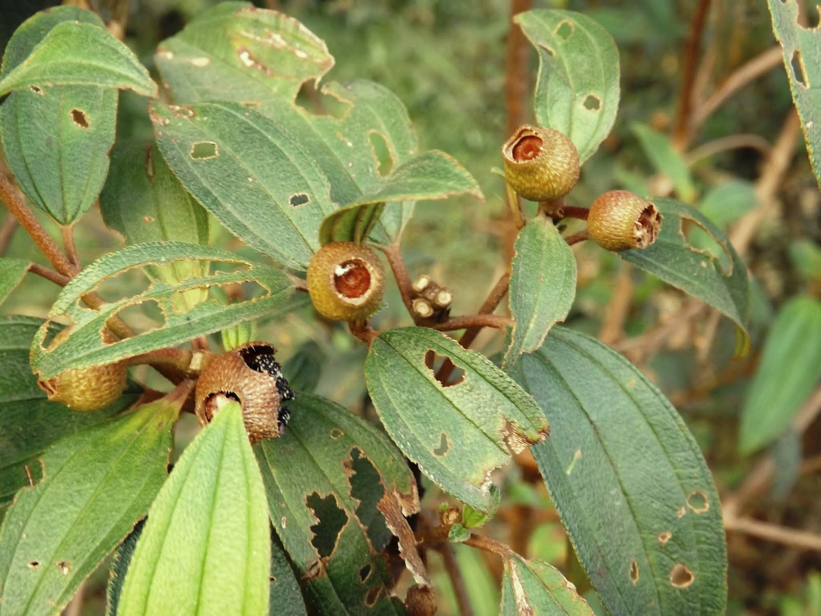 Real World Gardener Brazilian Sky Flower Is Plant Of The Week