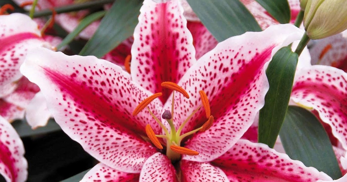 El Magazin de Merlo La belleza de los LIRIOS, una flor ciudadana del mundo. El Magazin de Merlo La belleza de los LIRIOS, una flor ciudadana del mundo.