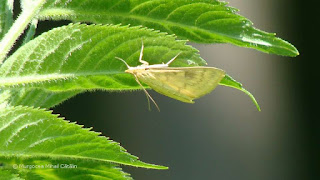 Ostrinia nubilalis (female) DSC57520