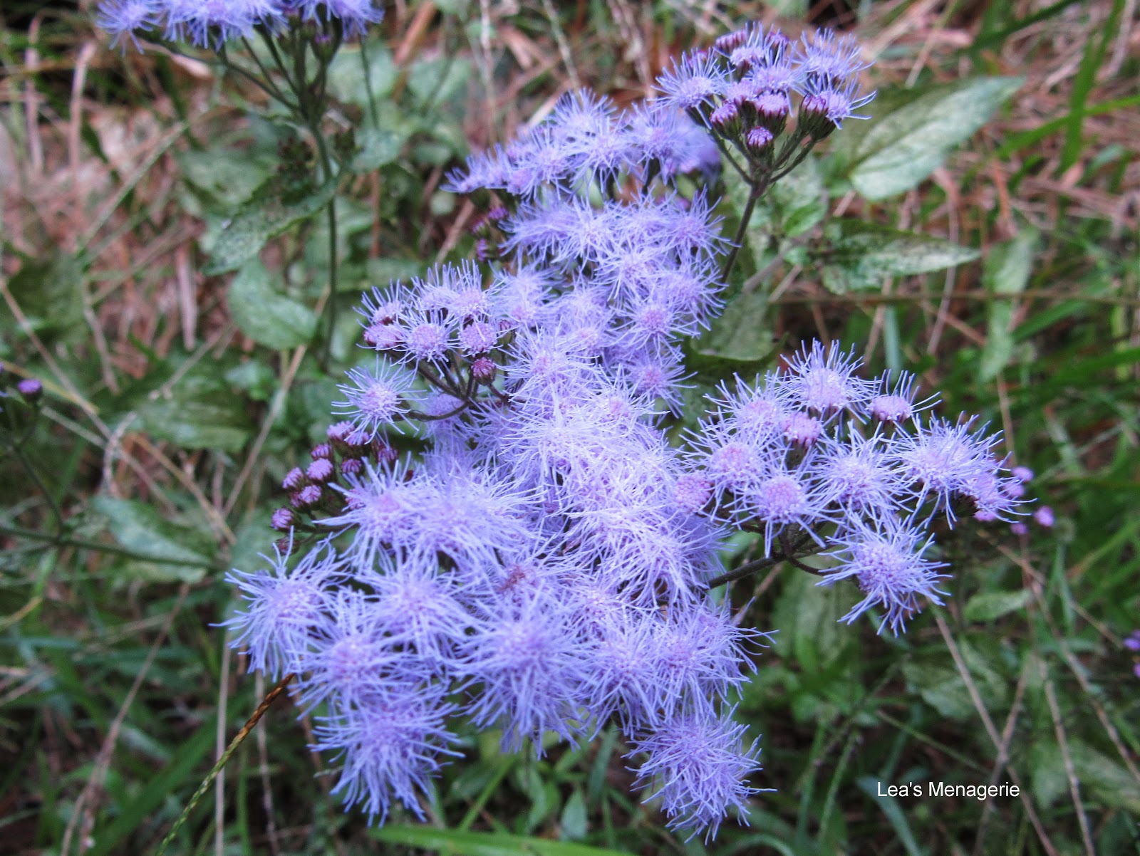 Lea�s Menagerie Blue Mistflower, October 24, 2019