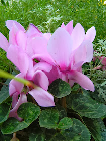 Allan Gardens Conservatory 2014 Spring Flower Show cyclamen persicum stirling  by garden muses-not another Toronto gardening blog