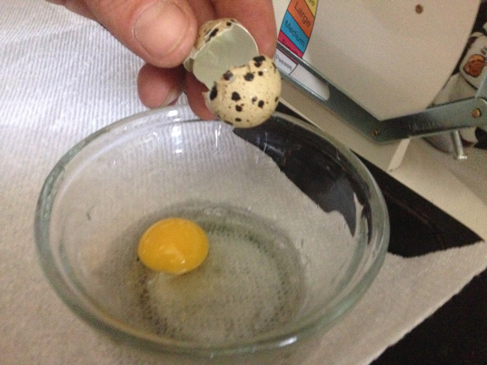 Midnight Acres Farm How to Crack a Quail Egg