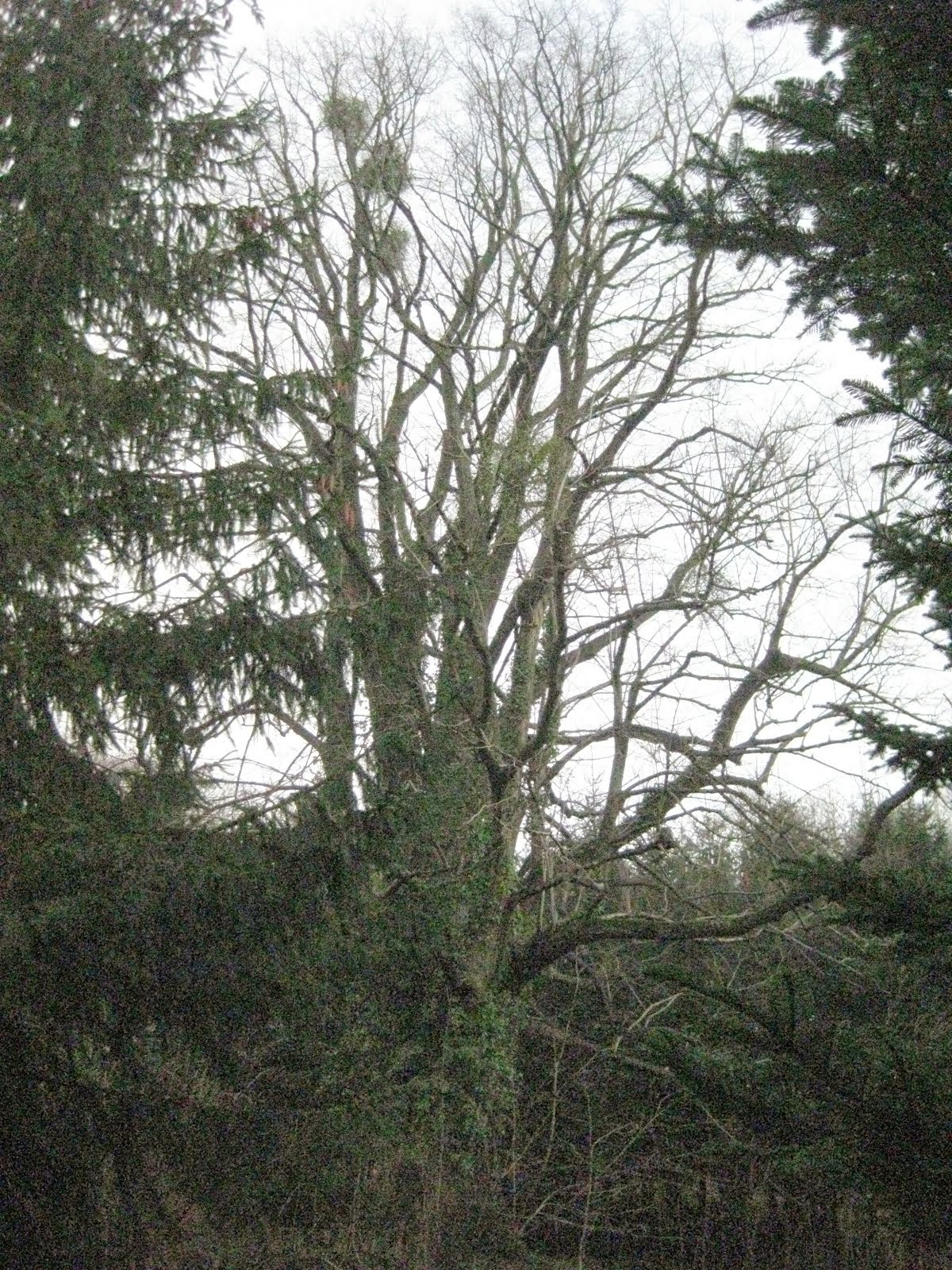 The towering lime tree, with its mistletoe