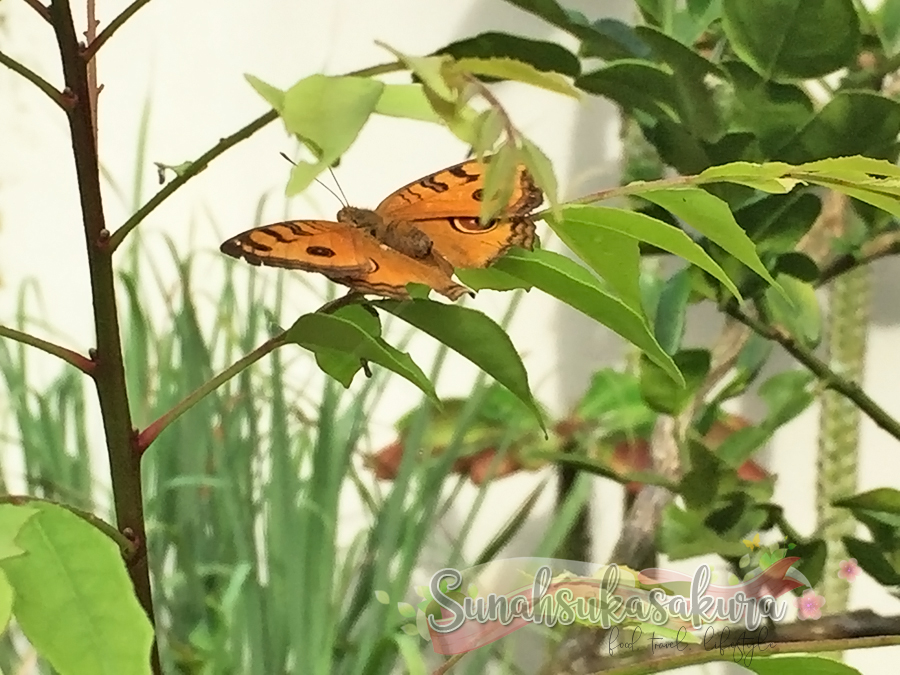 3 Generasi Ulat Bulu kat Pokok Kari