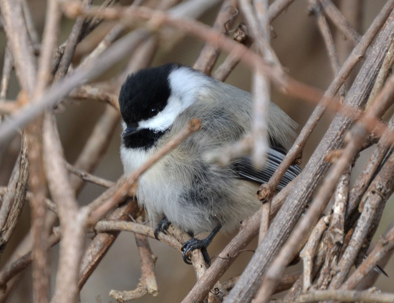 Woods Walks and Wildlife UltraPuffy Chickadee