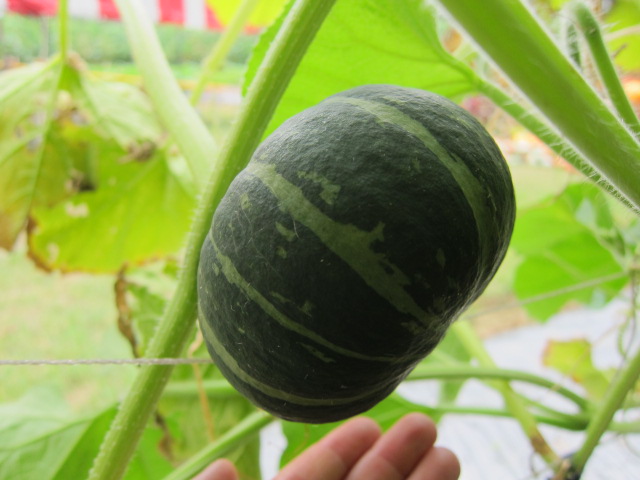 巫芷菁green Care 南瓜的千姿百媚fall In Love With Squash