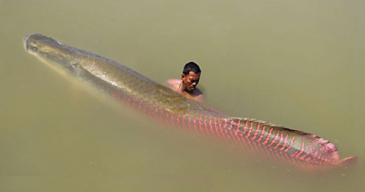 Arapima ikan air tawar terbesar 