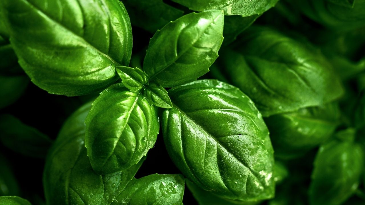 How to grow and care Holy Basil plant