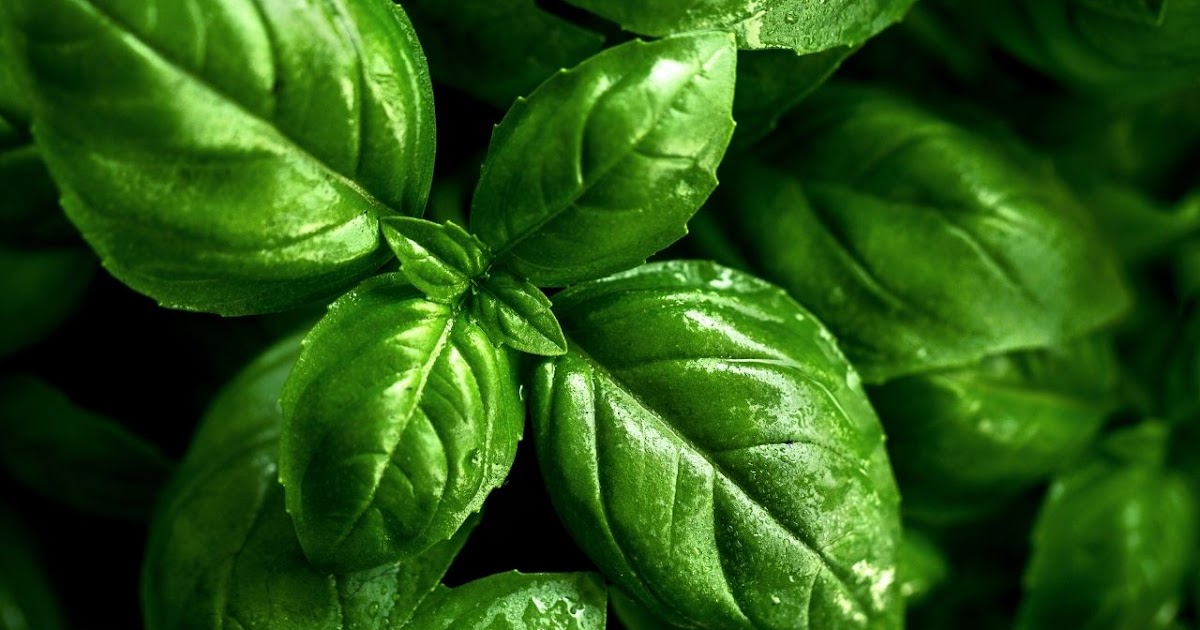 How to grow and care Holy Basil plant