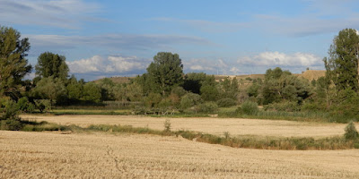 paisaje de riber con cereal en primer plano, árboles de ribera en segundo y recortando el paisaje alcores blanquecinos bajo nubes
